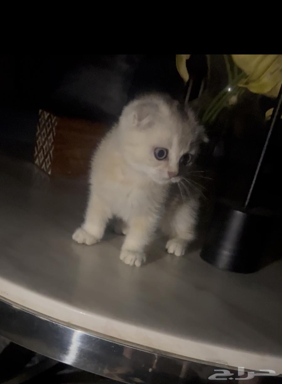 سكوتش فولد ذكر عمره شهرين ونص للبيع64383039447427110