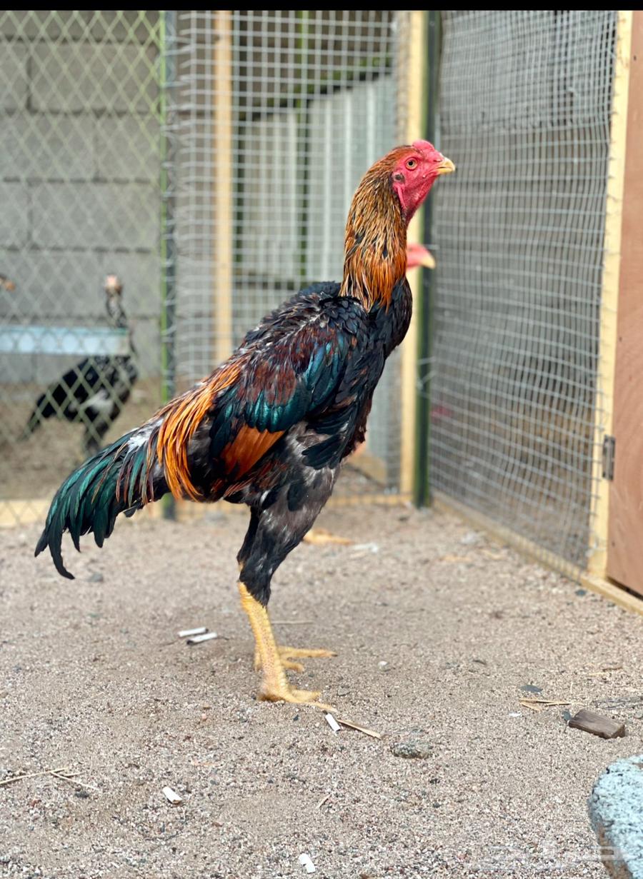 ديك شامو ياباني64381644141569110