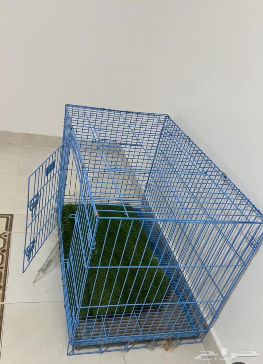 شبك قطط او كلاب64393610337537111