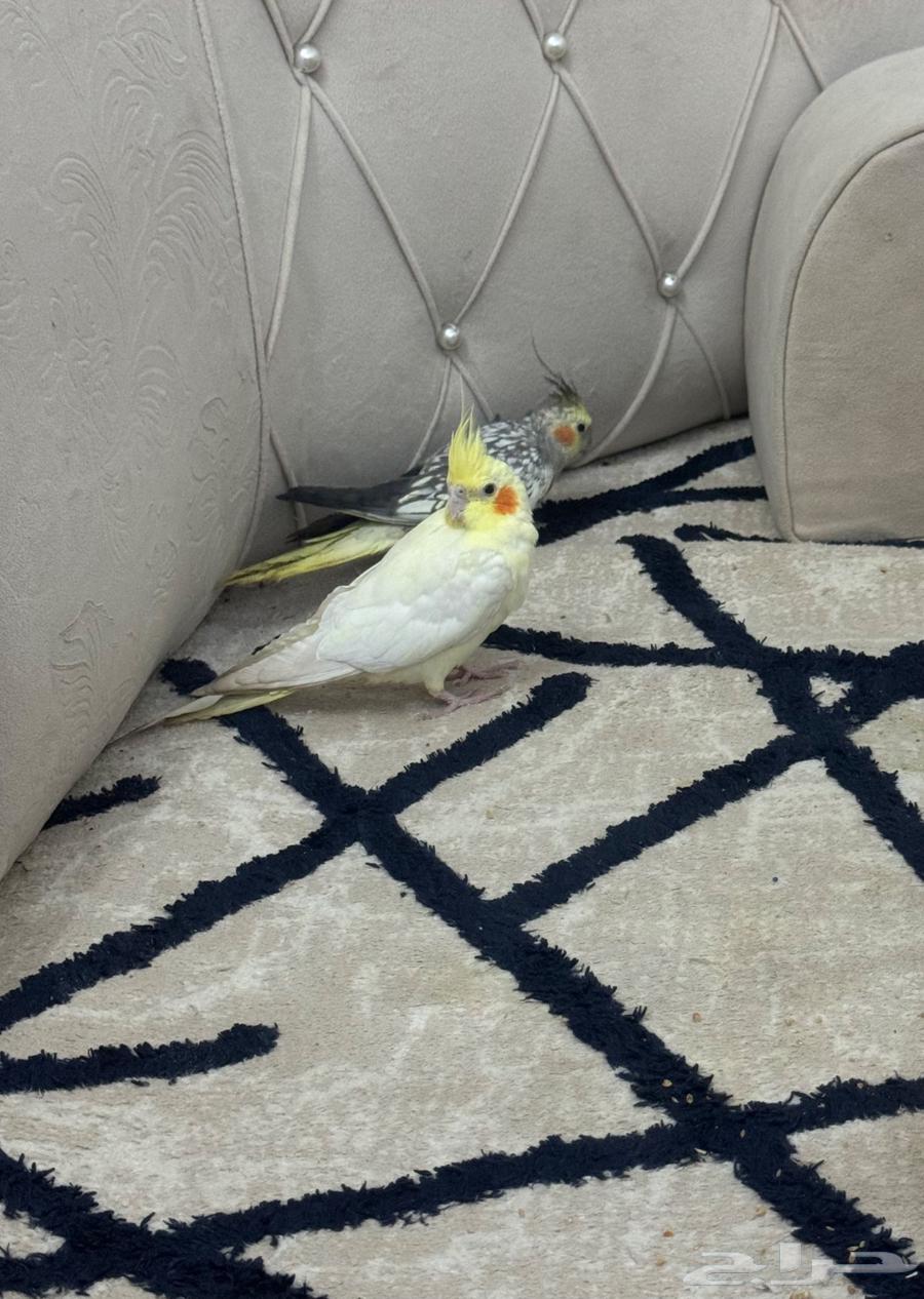 زوج كروان للبيع64379399263362111