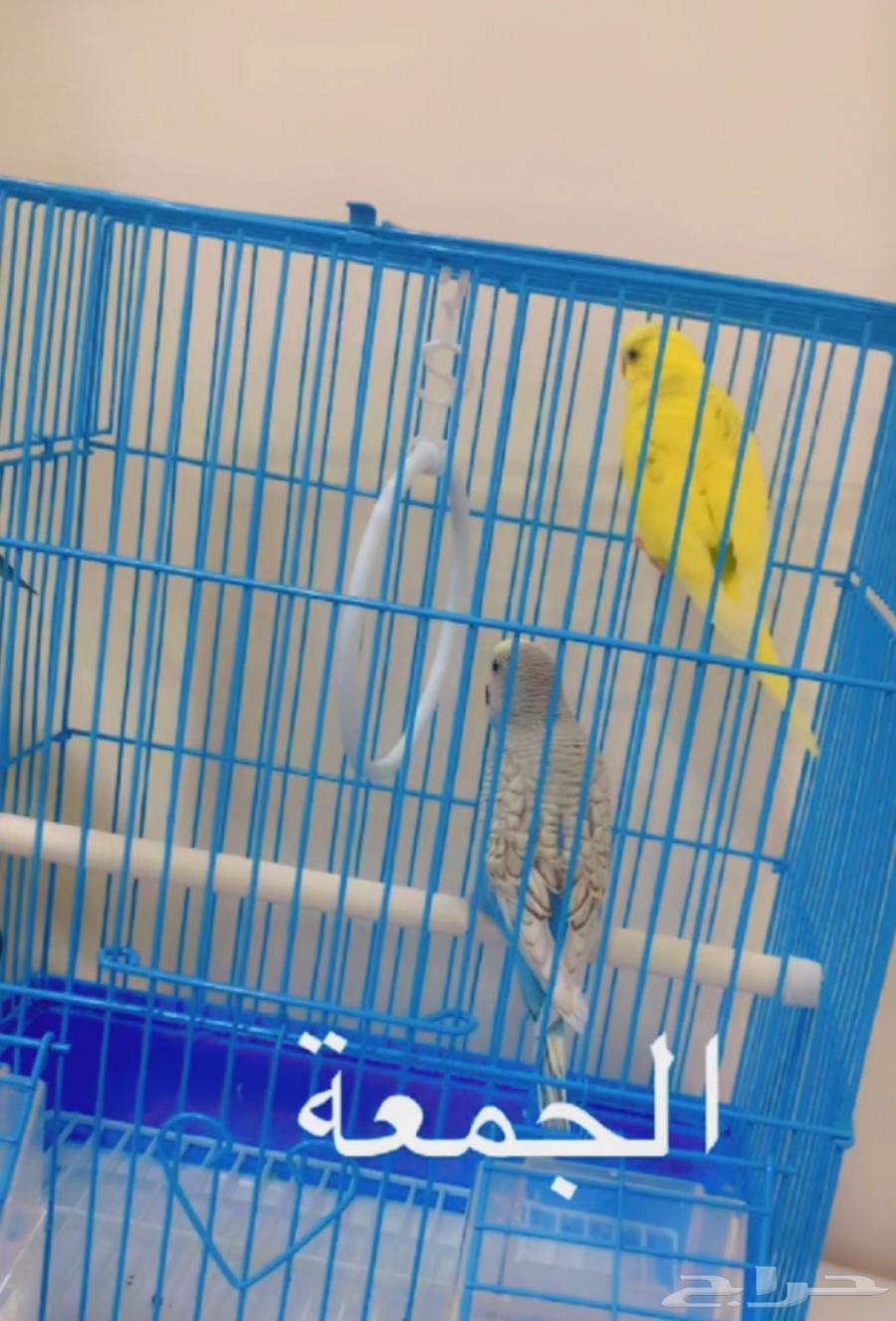 طيور الحب64393693922178110