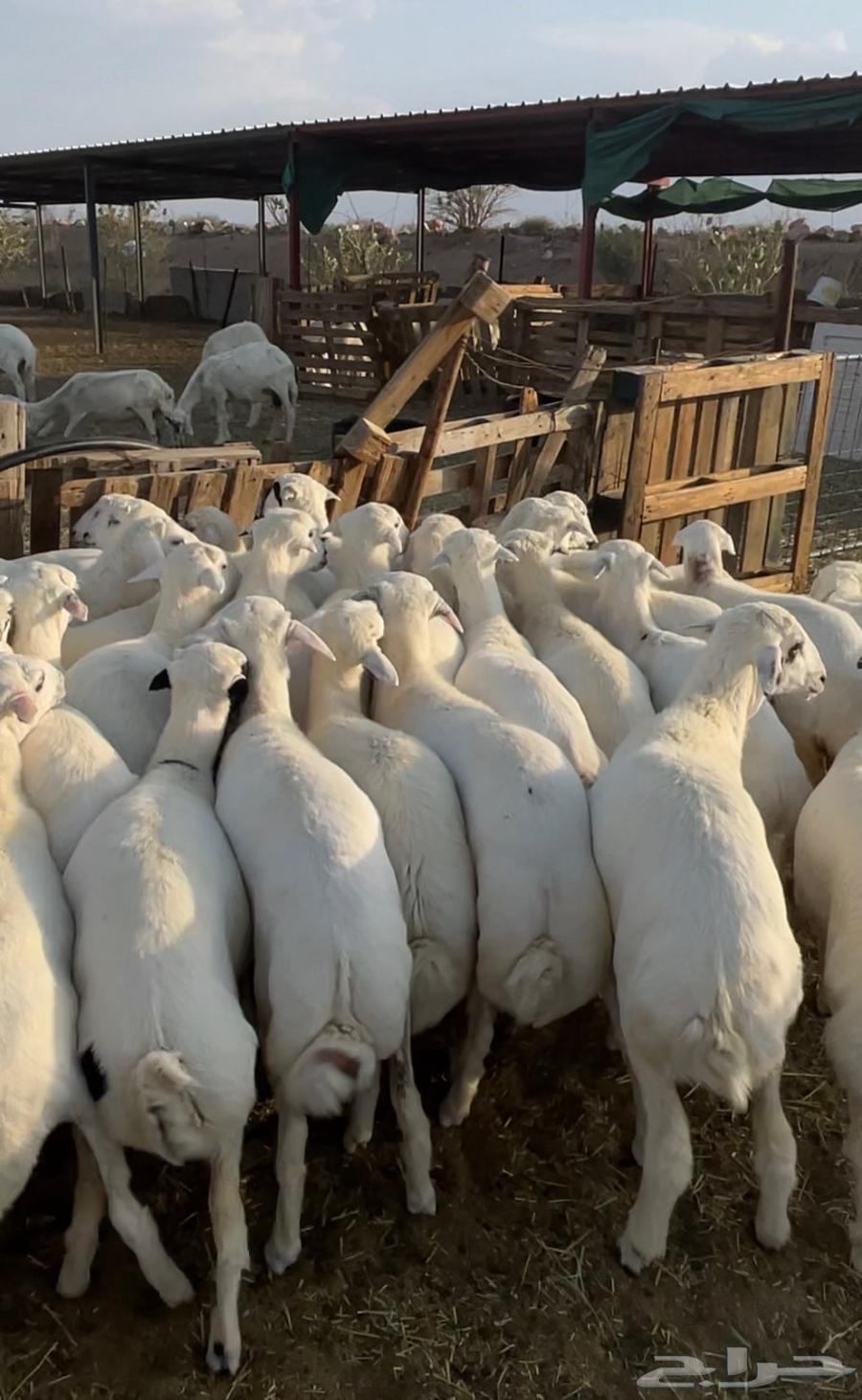 ي اهل المناسبات ي اهل المفتى للبيع رخال مهجنه64390137433218111