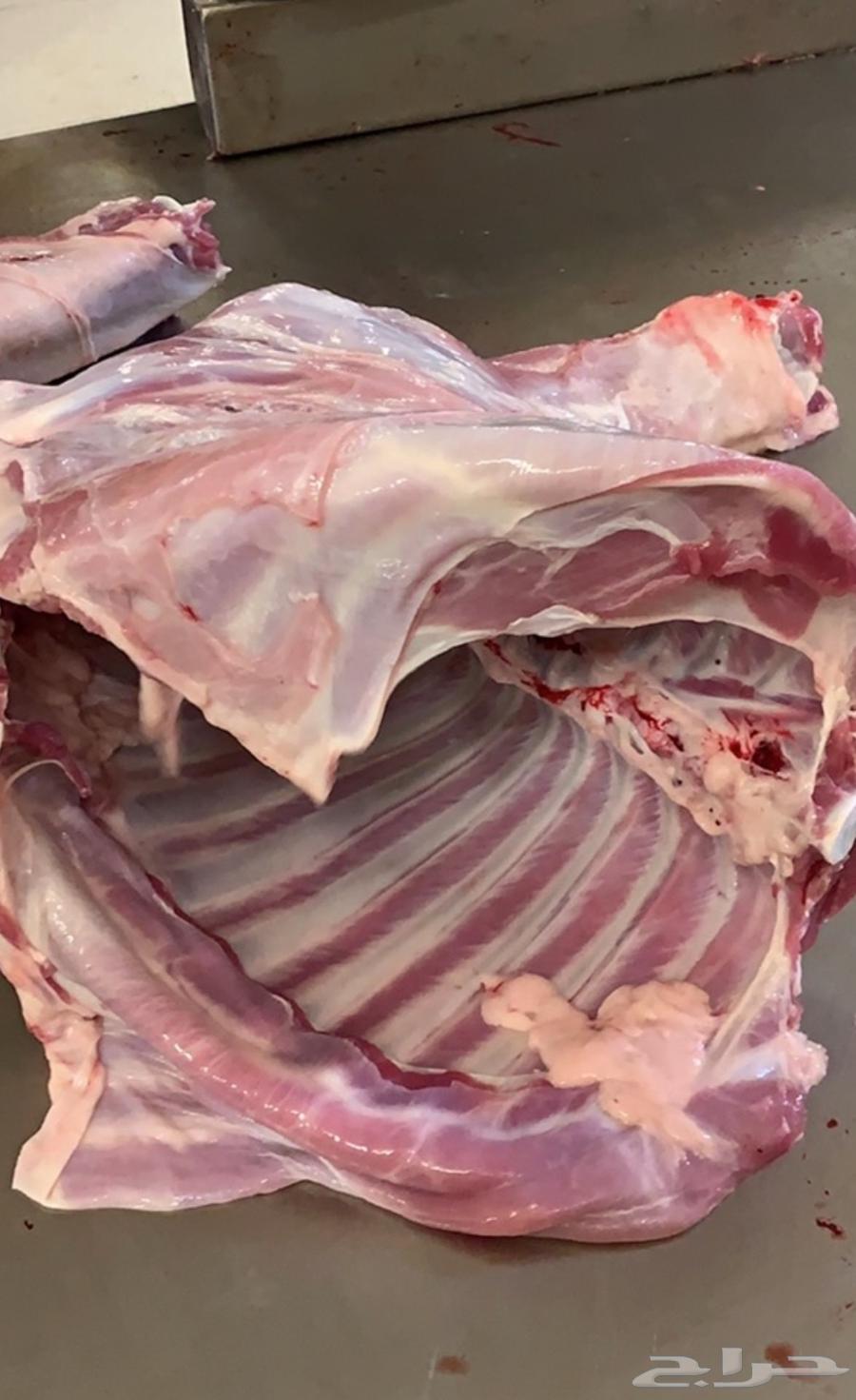 خروف حري خروف نعيمي تيس تيوس64390995532289111