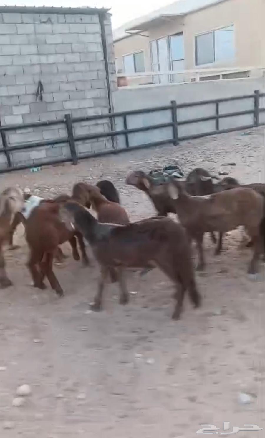 سواكن تربيه شهرونص64383802113921111