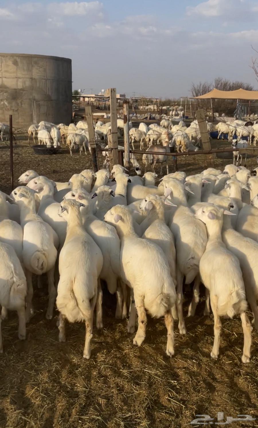 ي اهل المناسبات ي اهل المفتى للبيع رخال مهجنه64390137433218110