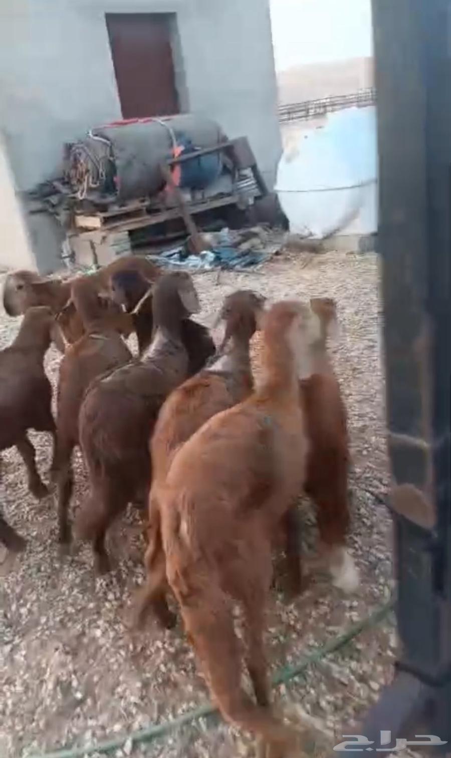 سواكن تربيه شهرونص64383802113921110