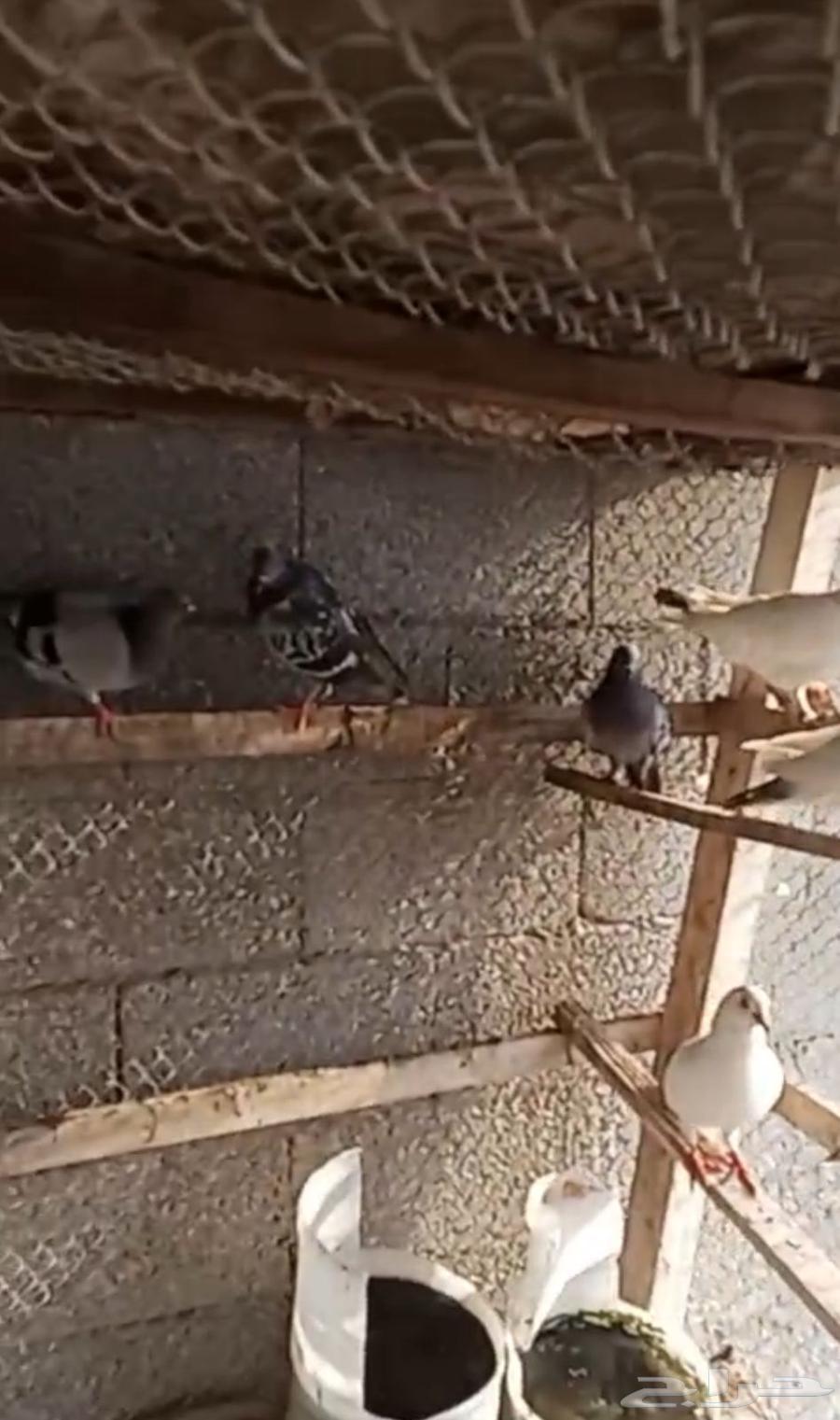 حمام وديوك64380999693699112