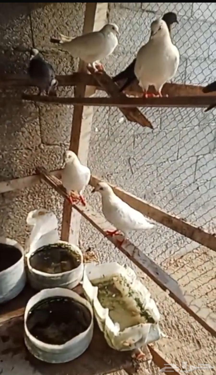 حمام وديوك64380999693699111