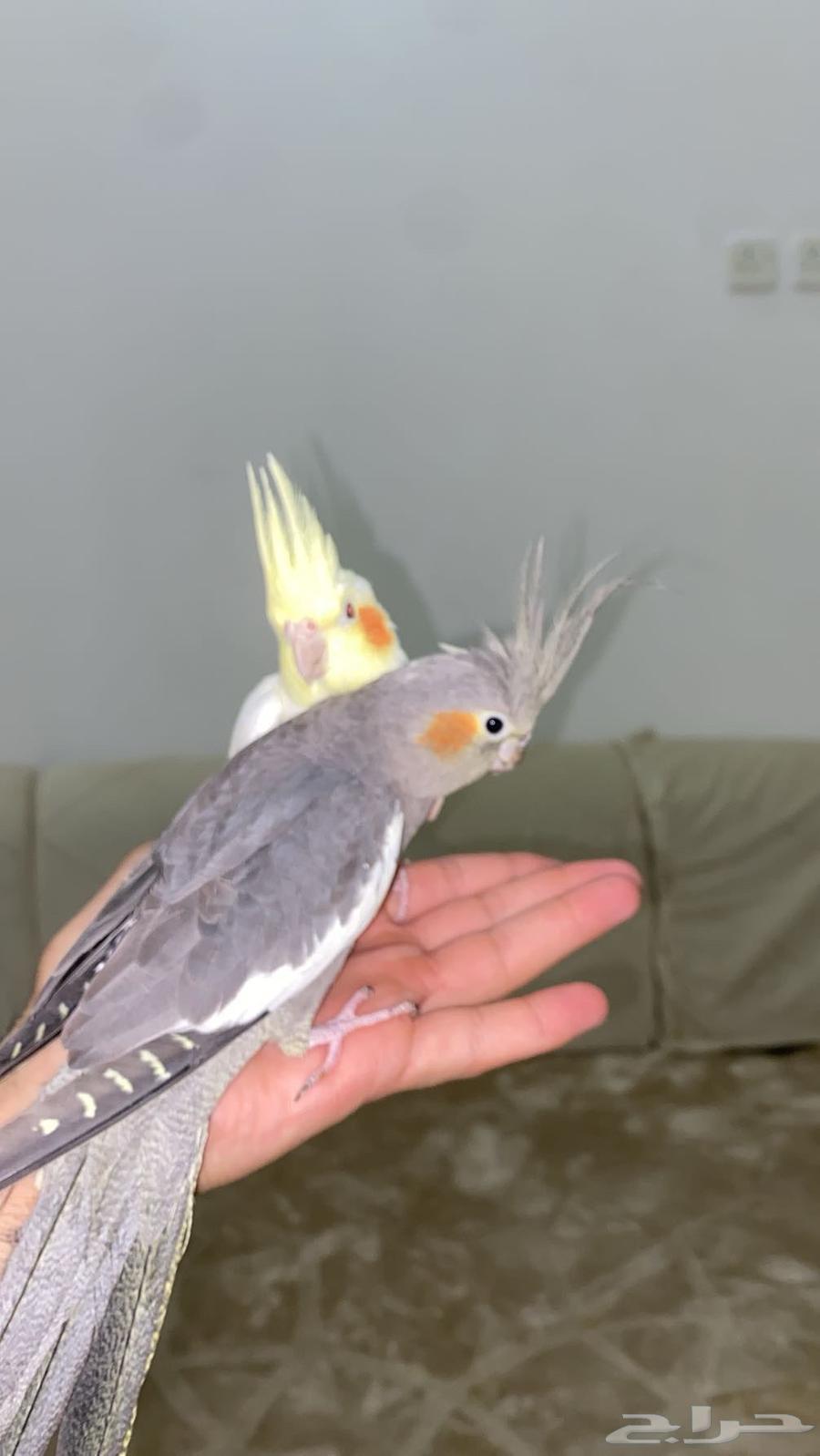 كروان ذكر و انثى للبيع64381934597379110