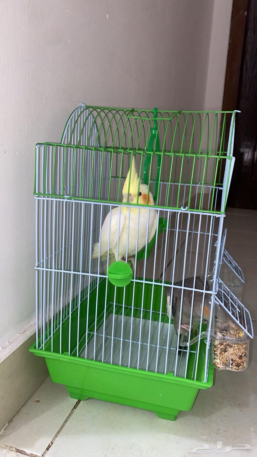 كروان ذكر و انثى للبيع64381934597379114