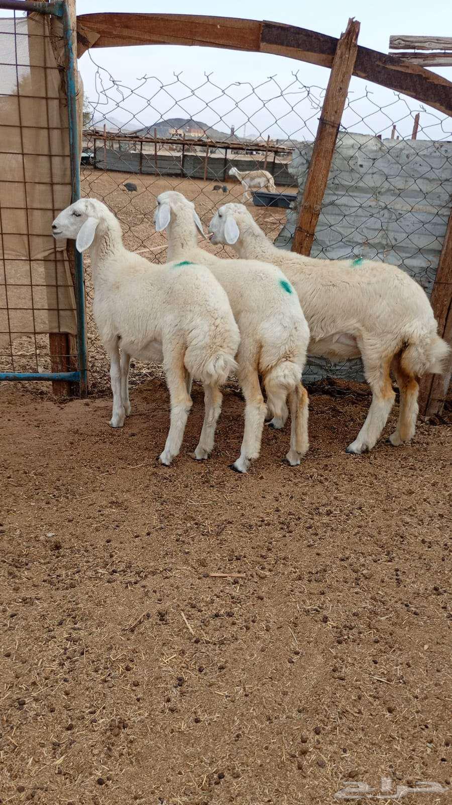 للبيع رخال عدد 364381588997634111