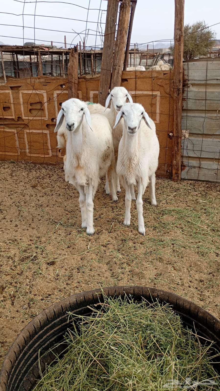 للبيع رخال عدد 364381588997634112