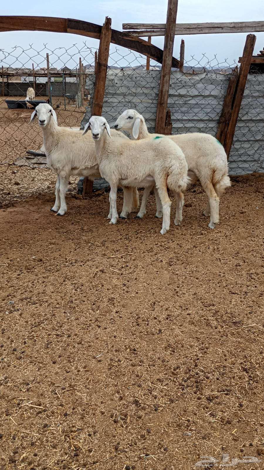 للبيع رخال عدد 364381588997634110