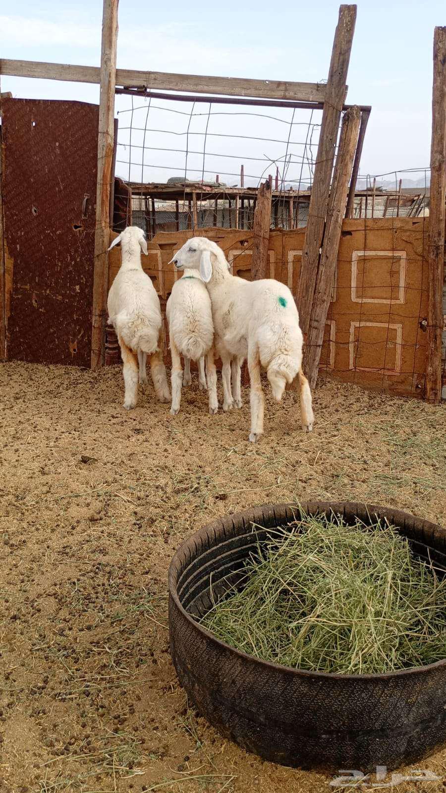 للبيع رخال عدد 364381588997634113