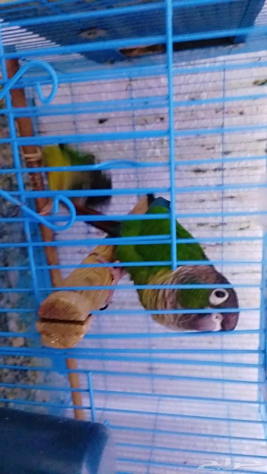 جوز كنيور مع فرخ64381740568833113