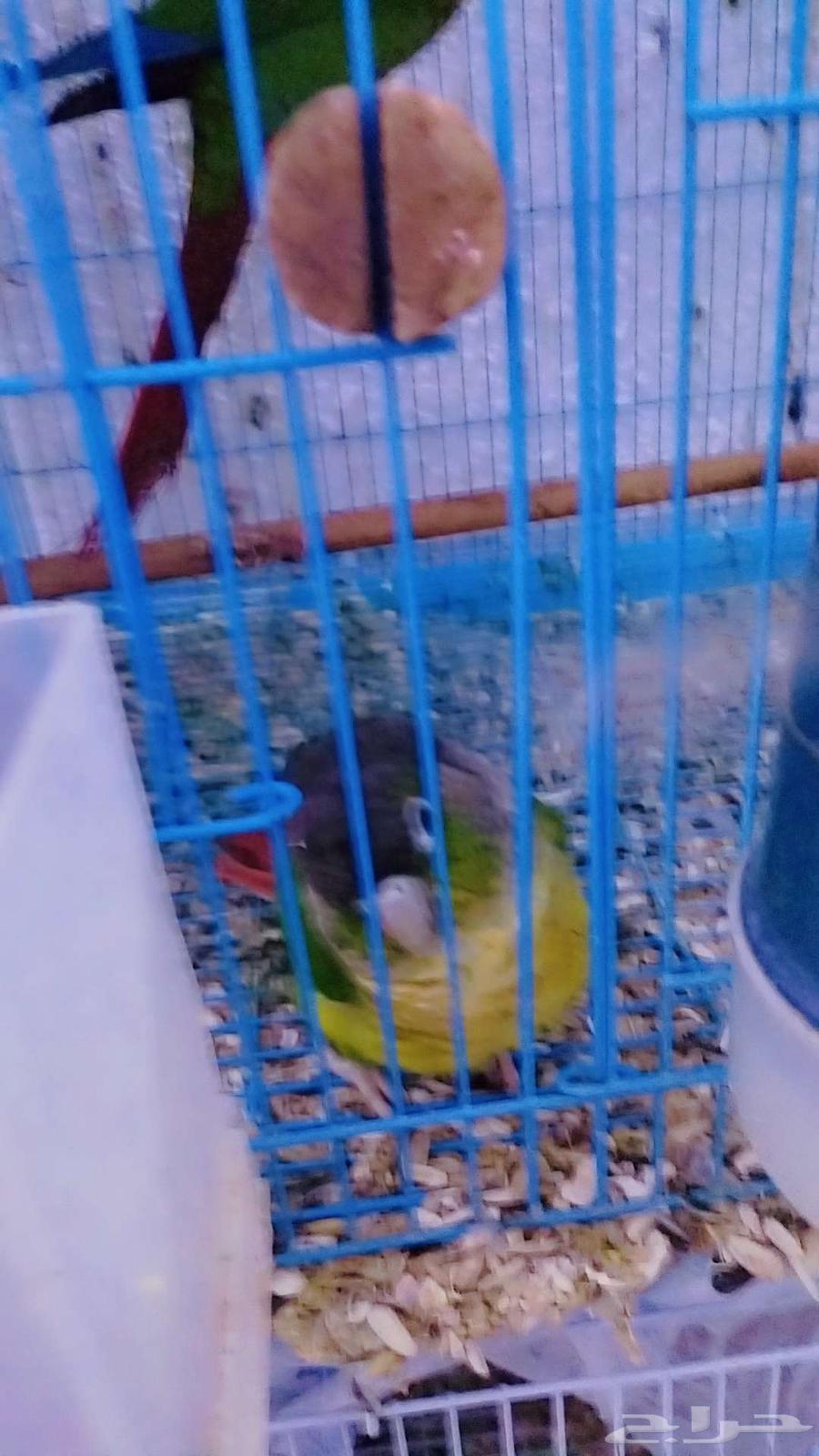 جوز كنيور مع فرخ64381740568833112