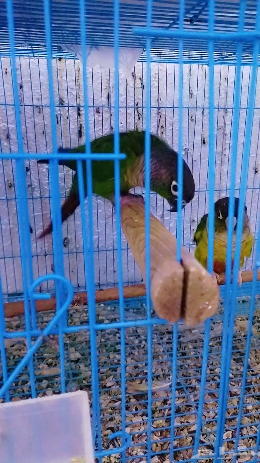 جوز كنيور مع فرخ64381740568833111