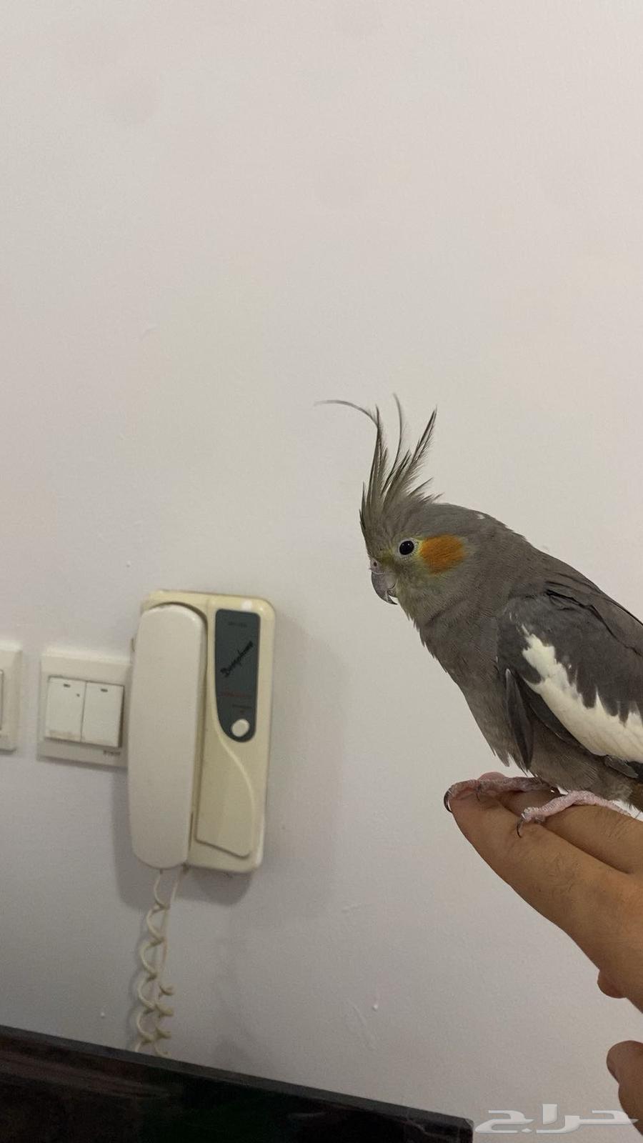 كروان ذكر و انثى للبيع64381934597379112