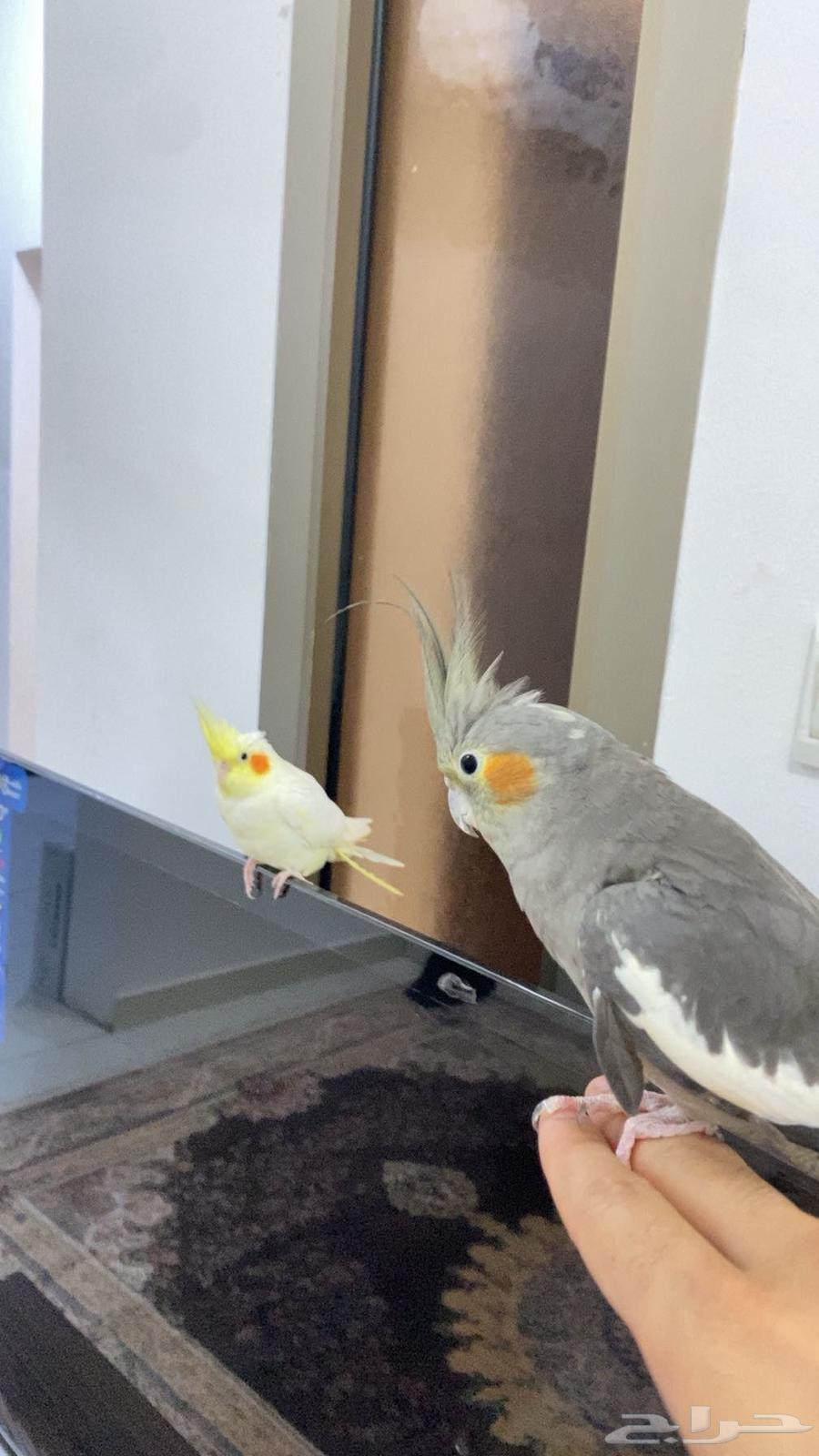 كروان ذكر و انثى للبيع64381934597379111