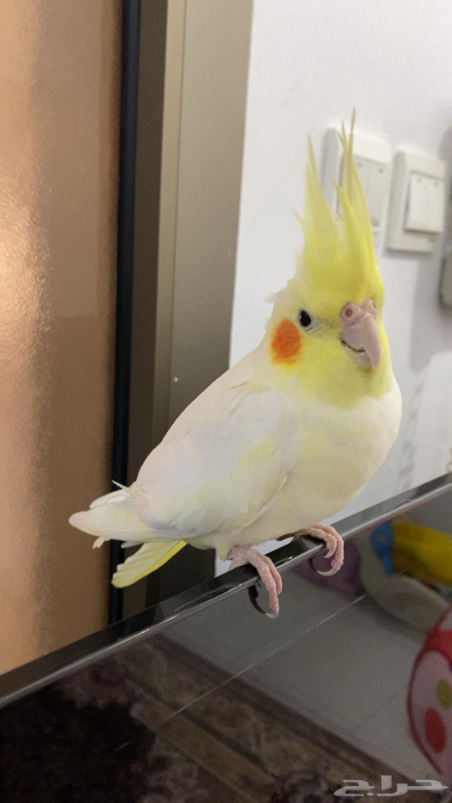 كروان ذكر و انثى للبيع64381934597379113