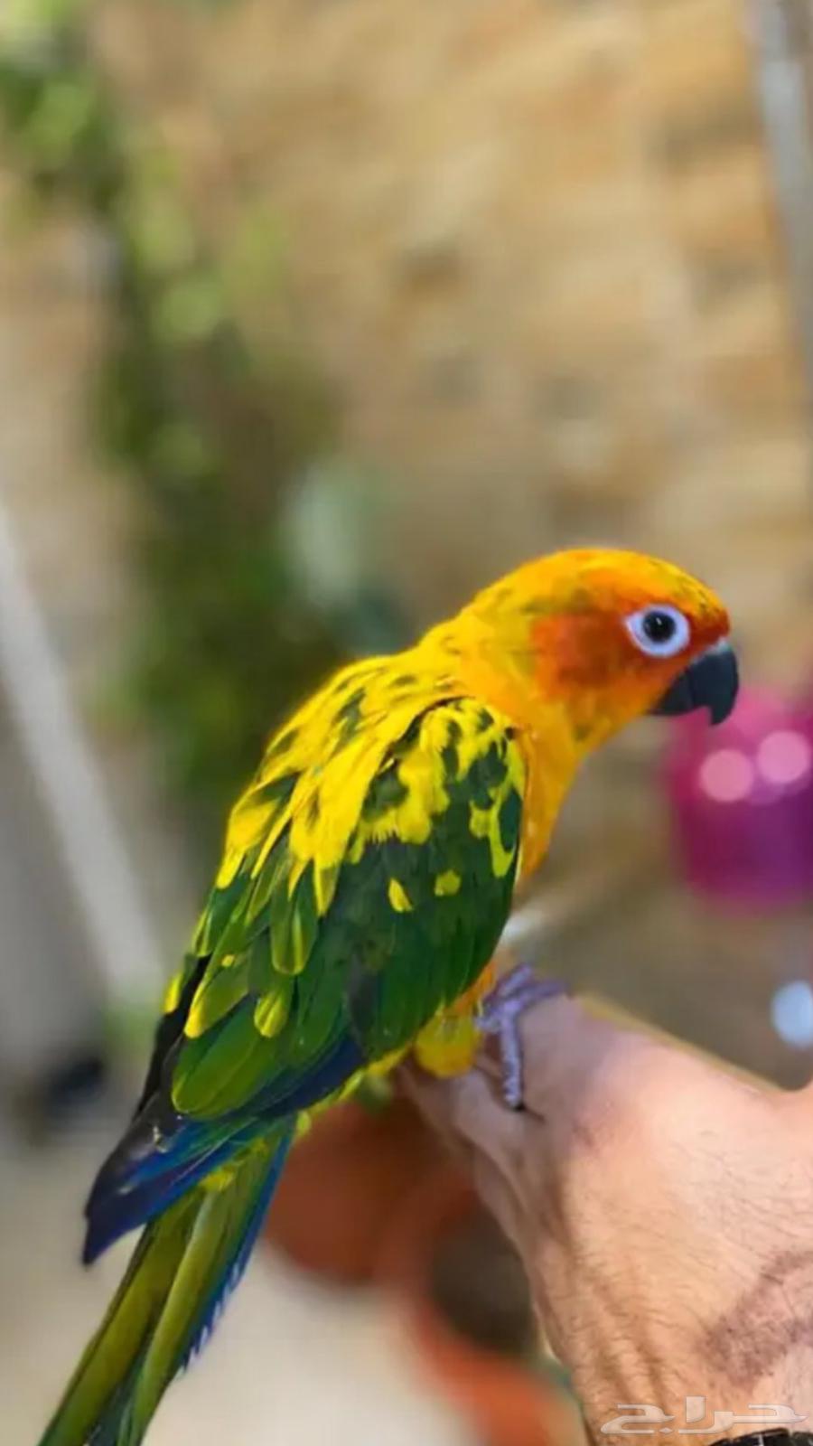 صن كنيور64382059270915111