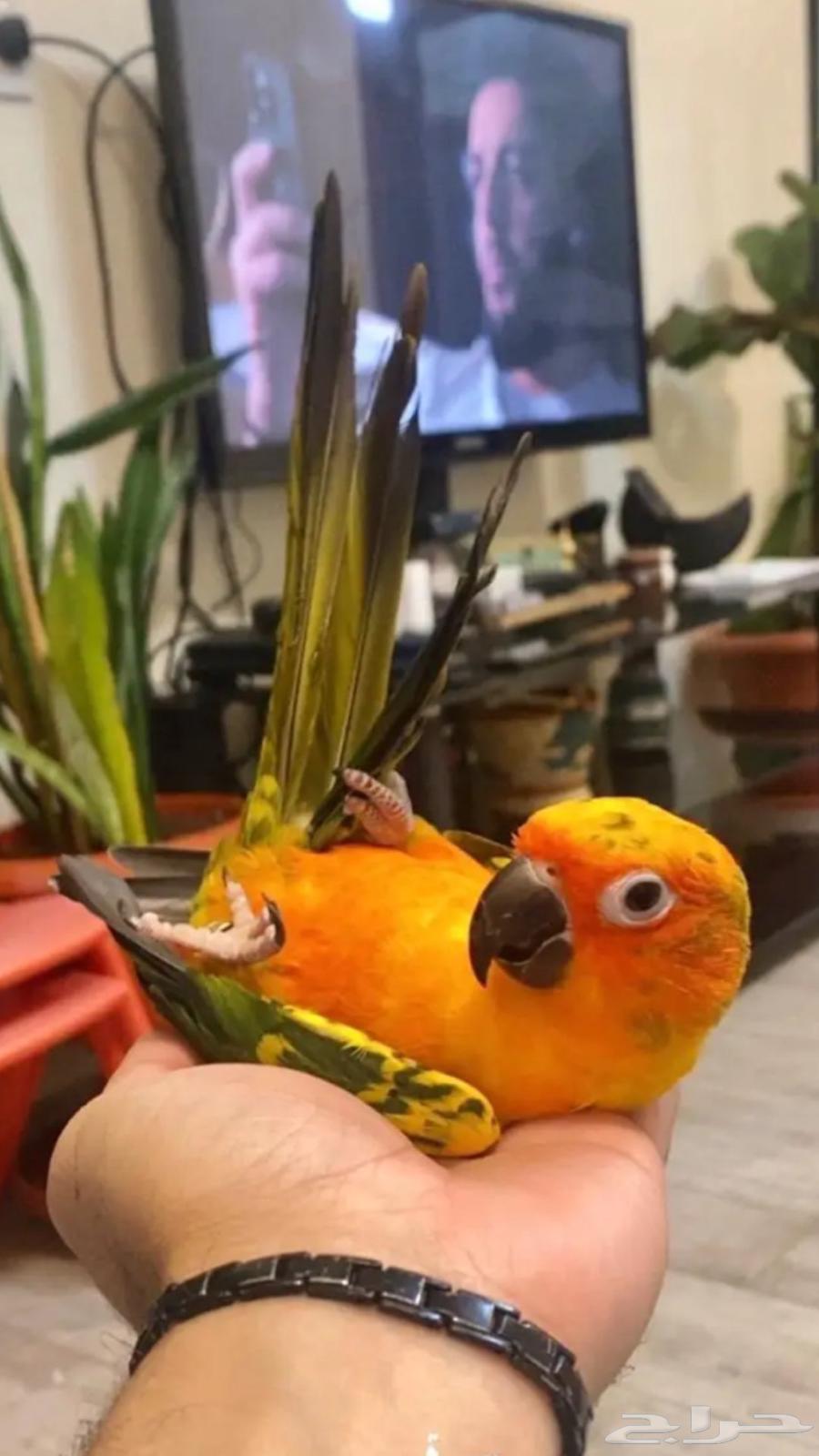 صن كنيور64382059270915110