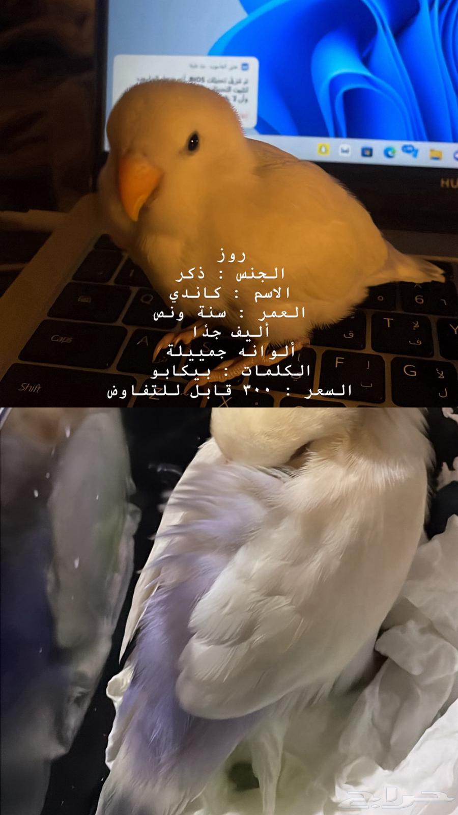 Zikr Day64382721352577110