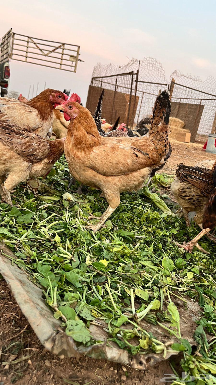 دجاج بياض بلدي وفيومي مشكل64383358278786111