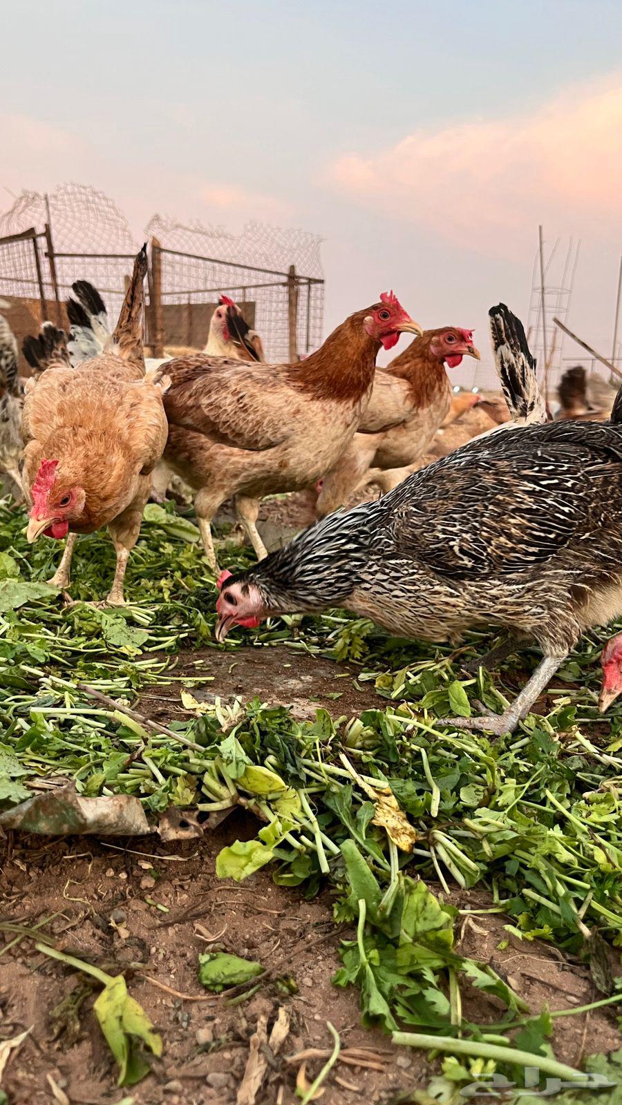 دجاج بياض بلدي وفيومي مشكل64383358278786110