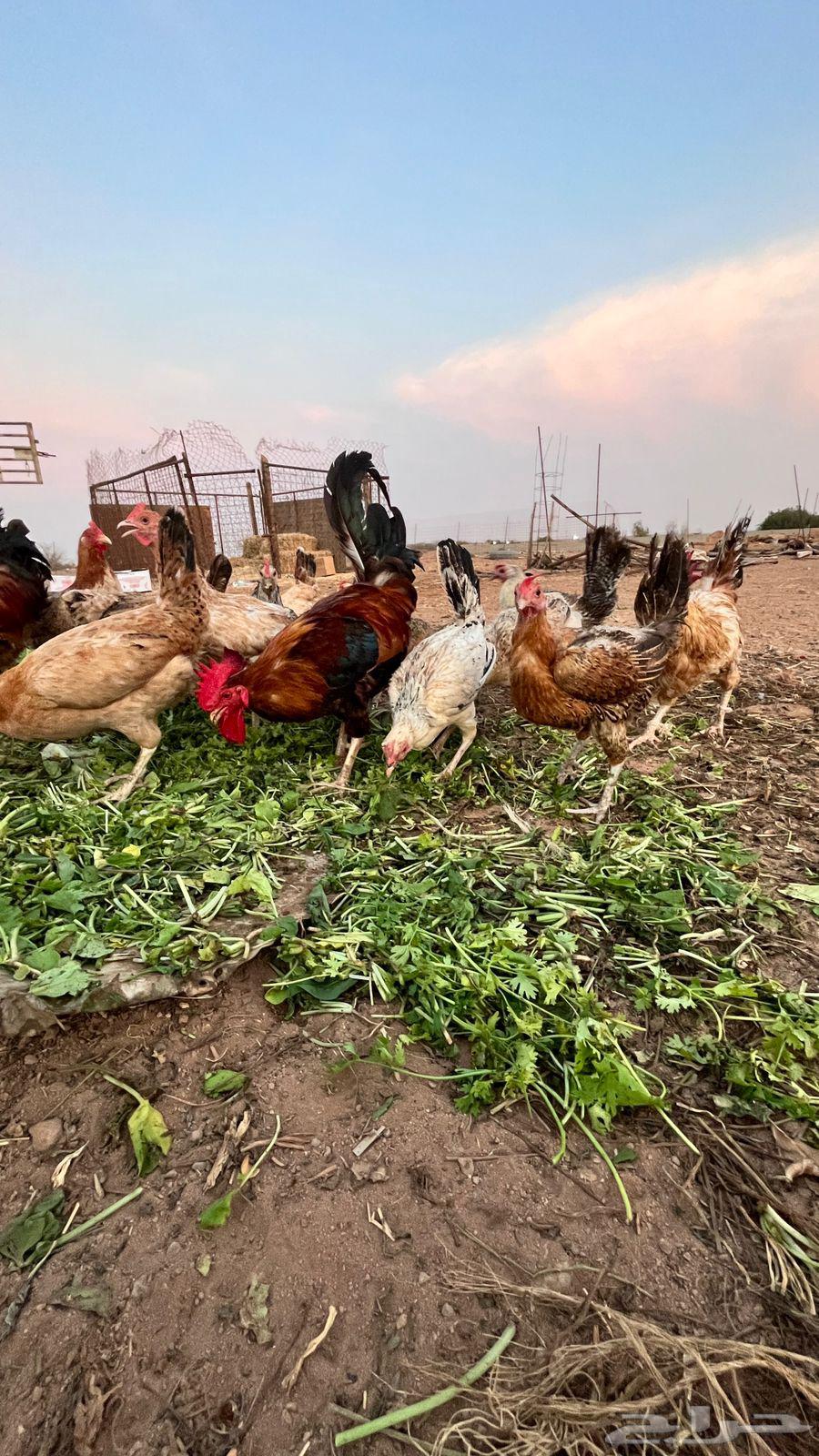 دجاج بياض بلدي وفيومي مشكل64383358278786112