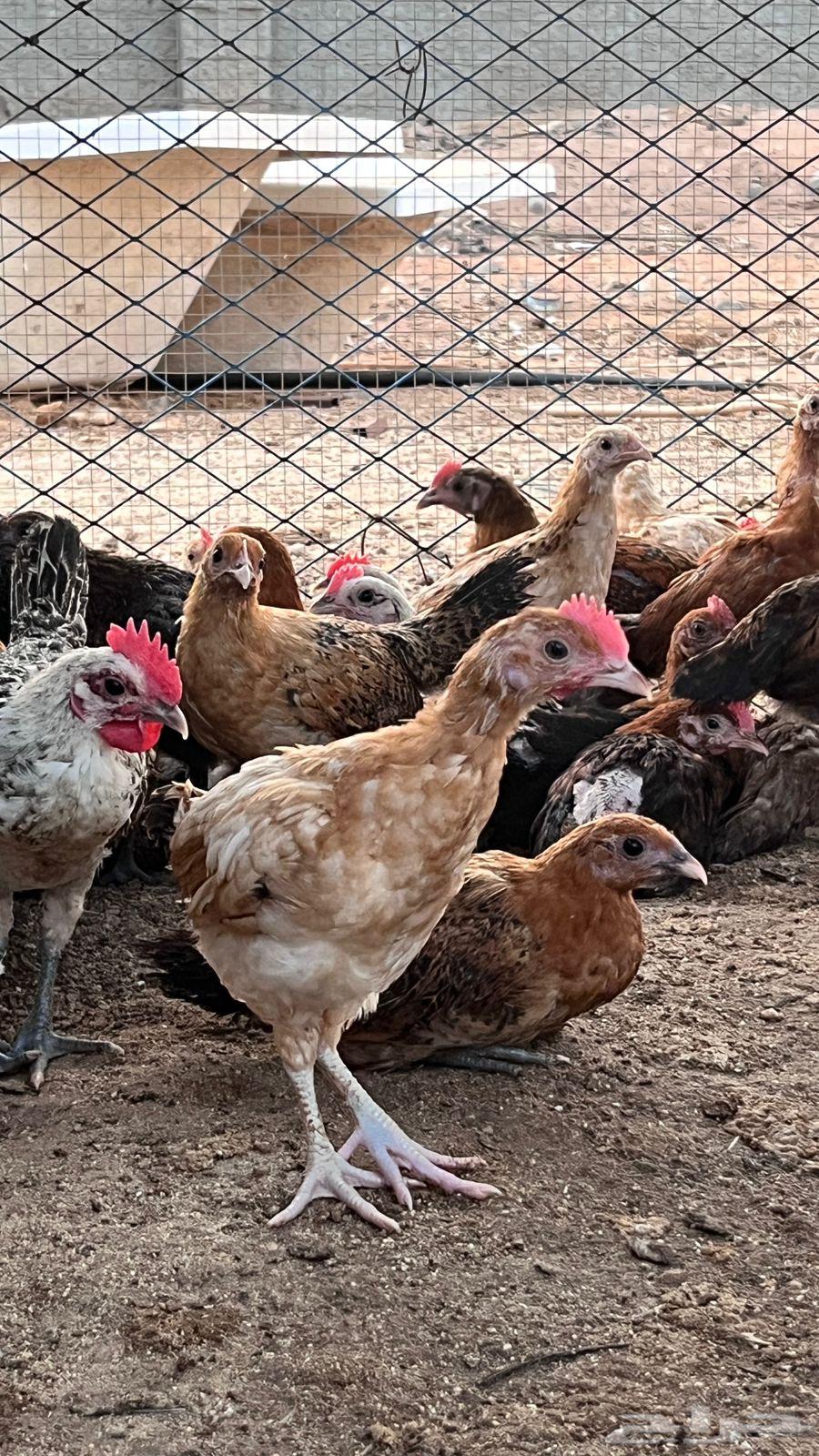 دجاج بياض بلدي وفيومي مشكل64383358278786114