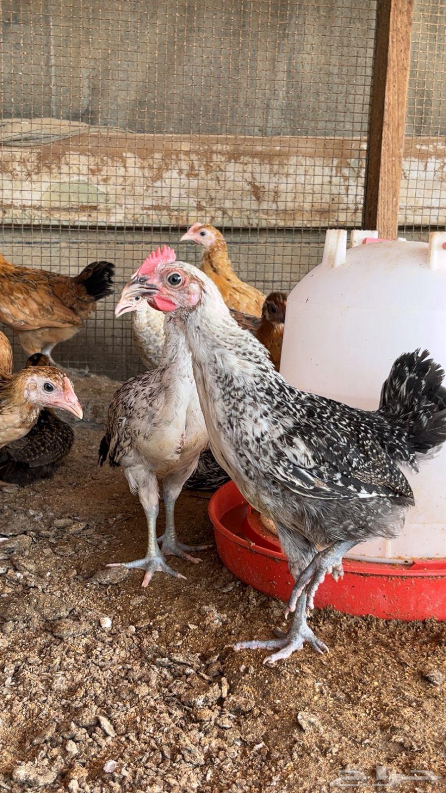 دجاج بياض بلدي وفيومي مشكل64383358278786113