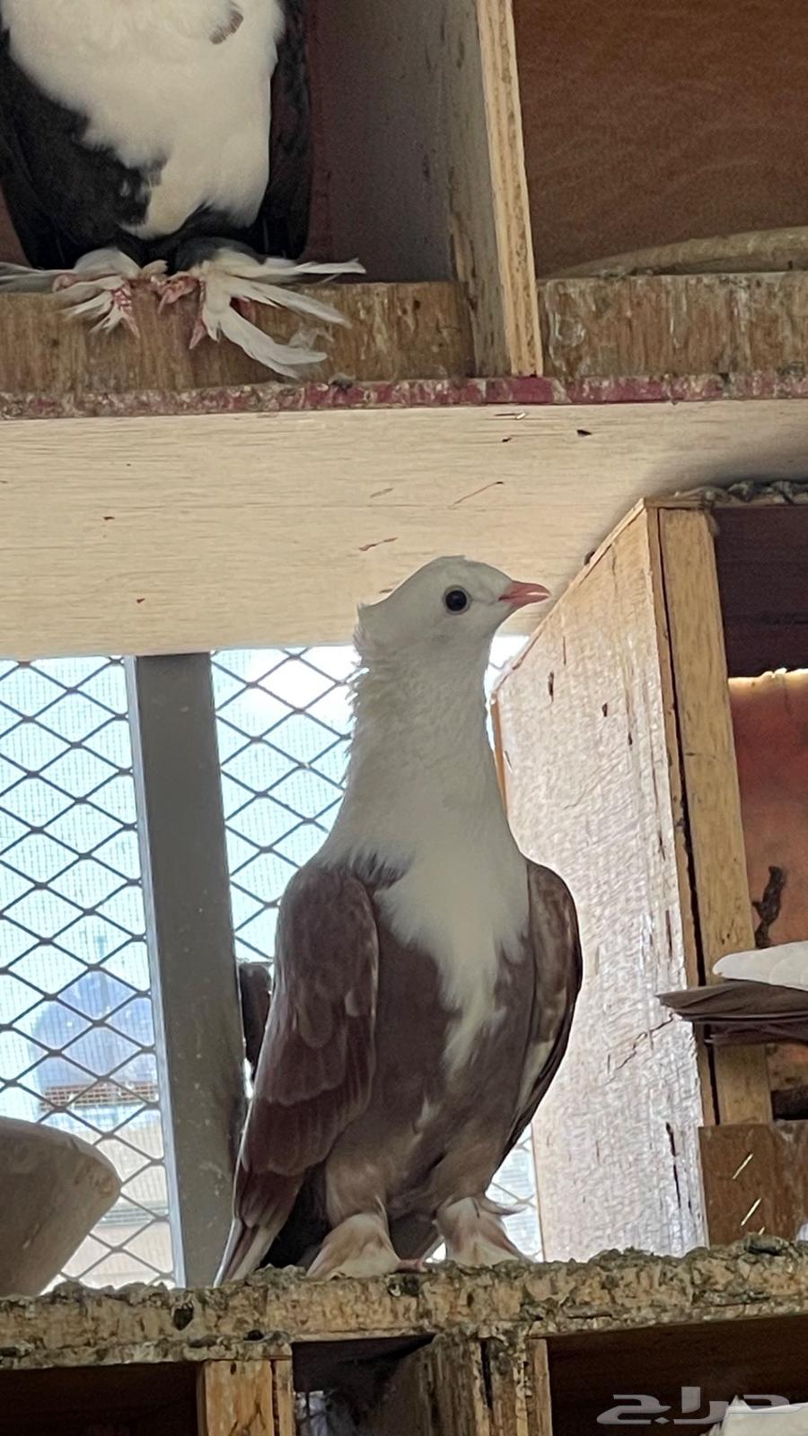 اجواز. لبناني الوان فخمه64384286433282112