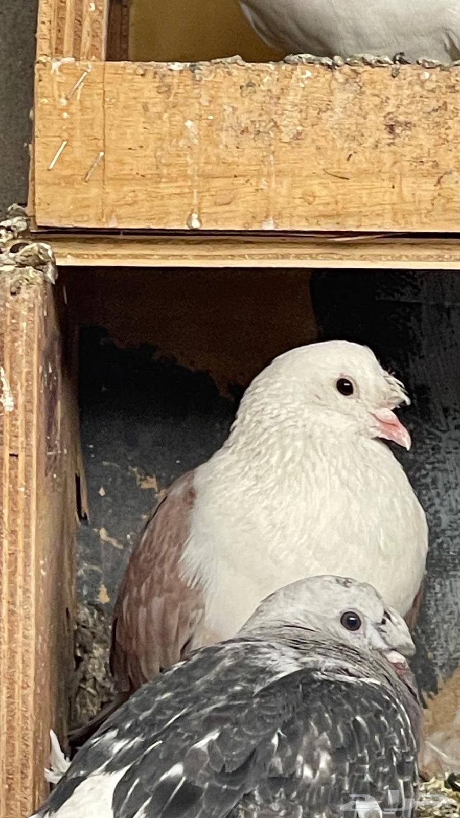 اجواز. لبناني الوان فخمه64384286433282113