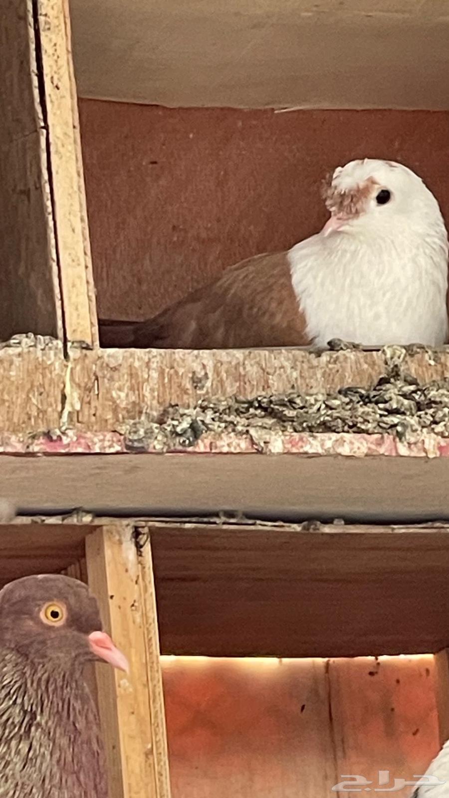 اجواز. لبناني الوان فخمه64384286433282110