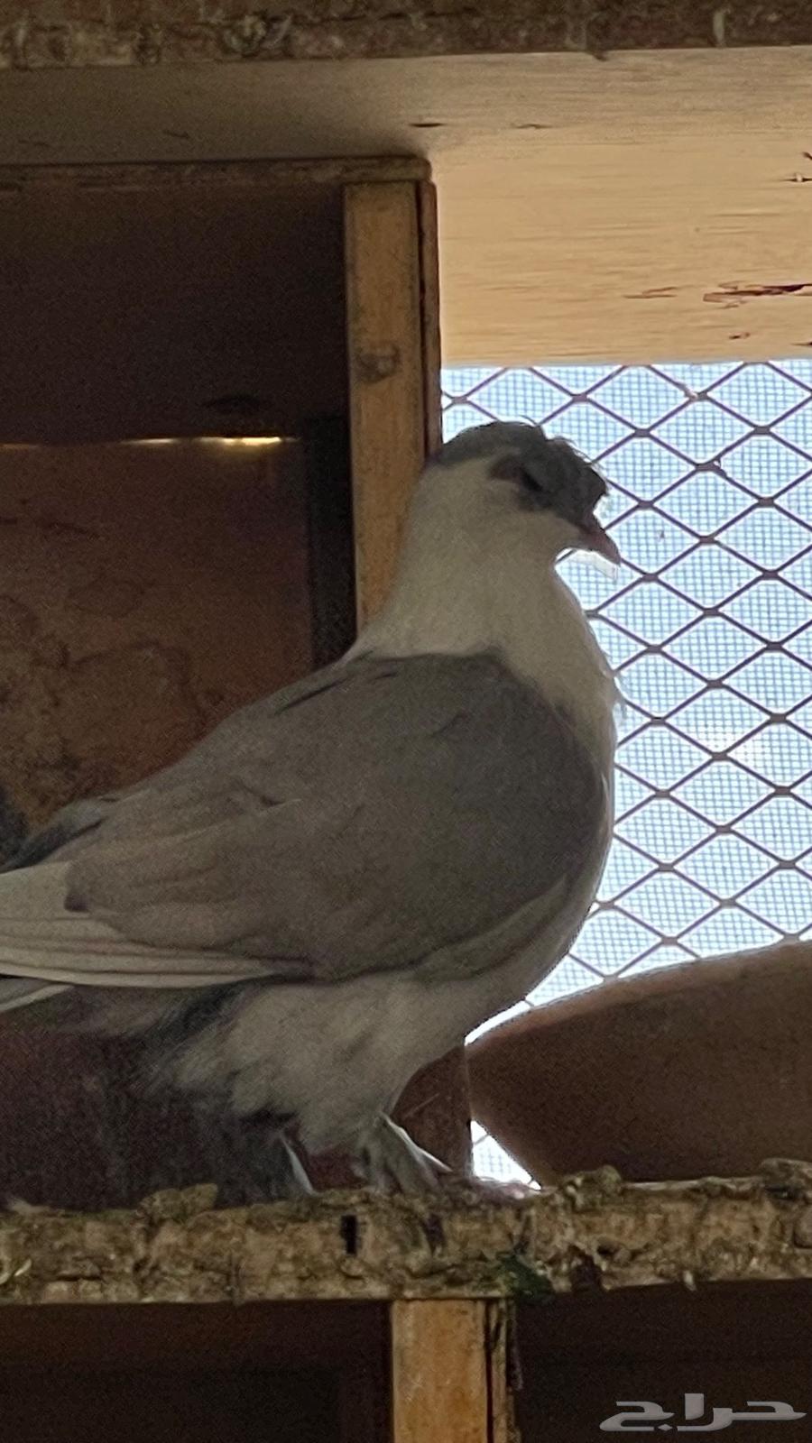 اجواز. لبناني الوان فخمه64384286433282114