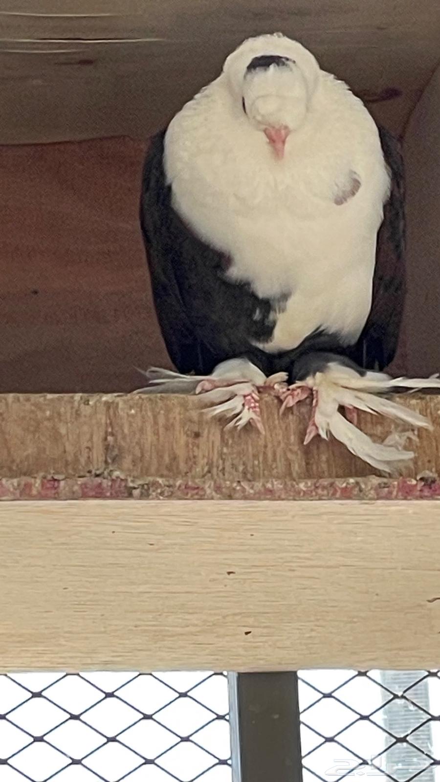 اجواز. لبناني الوان فخمه64384286433282111