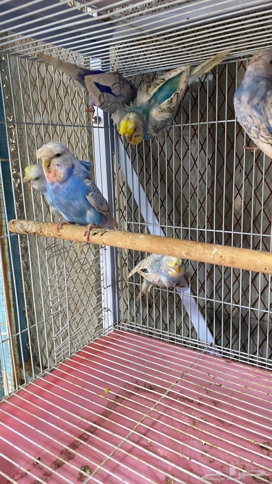 6 اناث بادجي64384786498433112