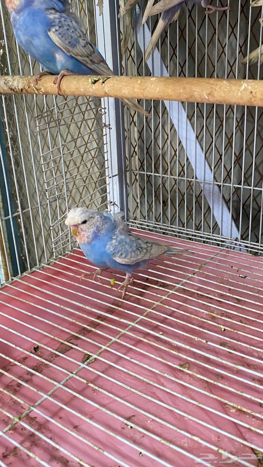 6 اناث بادجي64384786498433113