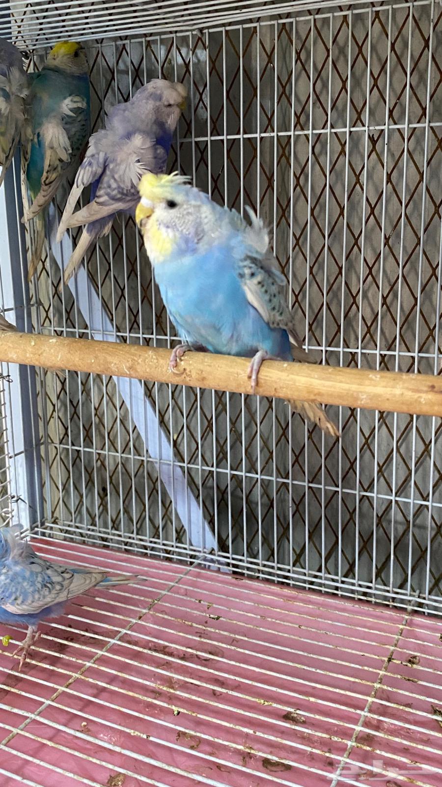 6 اناث بادجي64384786498433110