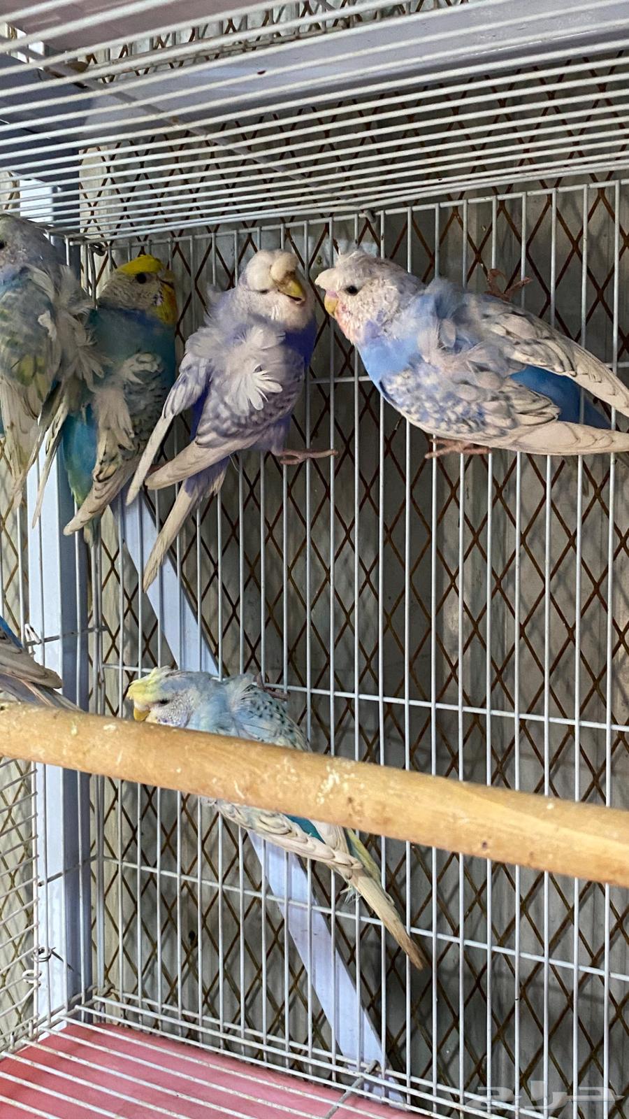 6 اناث بادجي64384786498433111