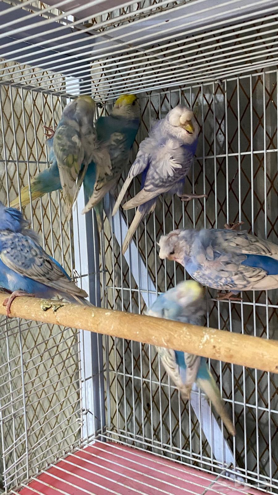 6 اناث بادجي64384786498433114