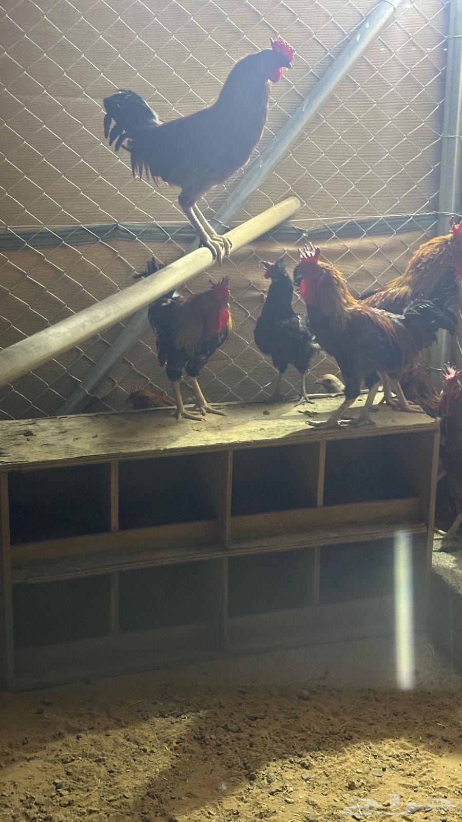 ديوك للبيع في الجله64385230483714110