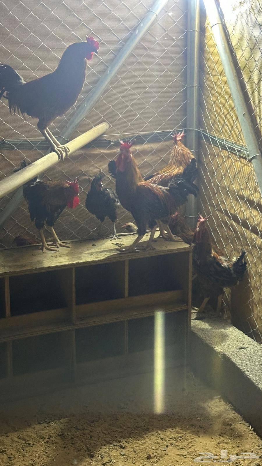 ديوك للبيع في الجله64385230483714111