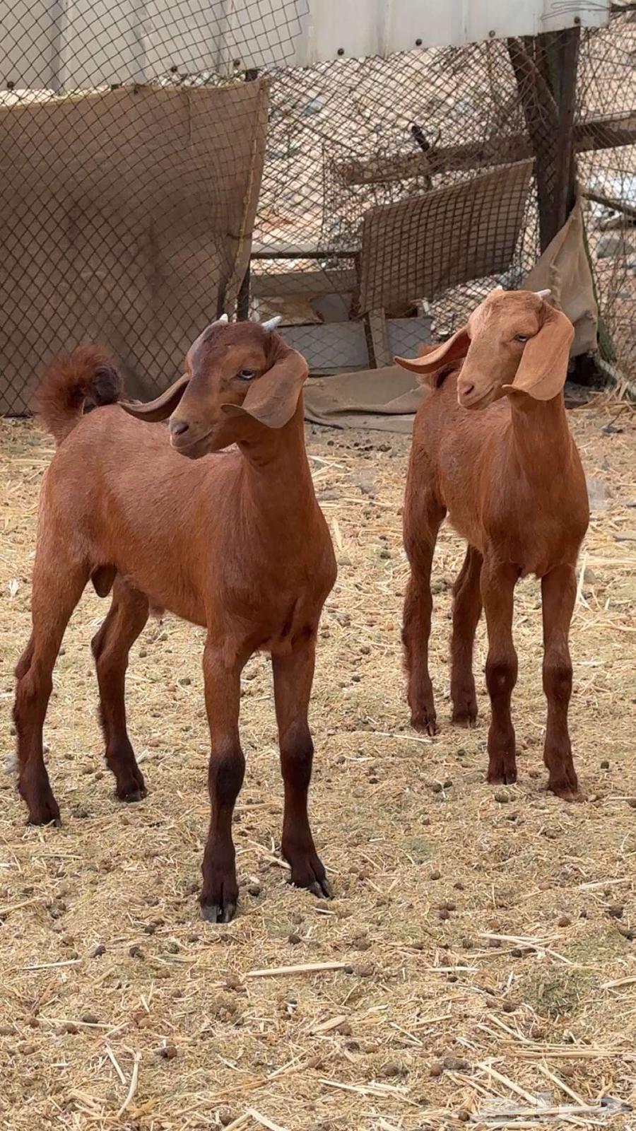 عنز دهماء متوم64386262494466114