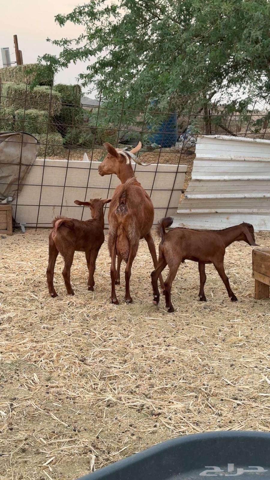 عنز دهماء متوم64386262494466112