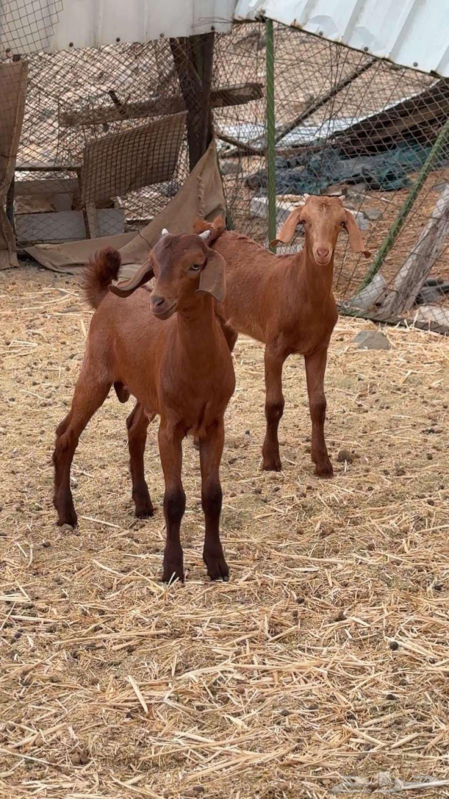 عنز دهماء متوم64386262494466111