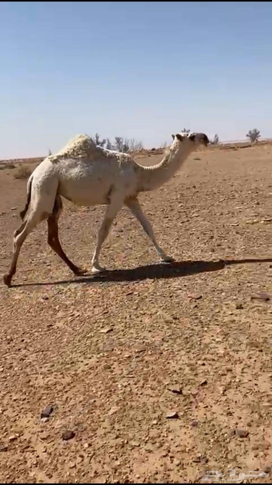 للبيع حواره حيسونيه64386417028739110