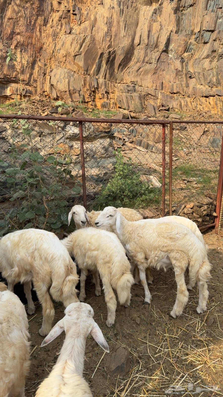 خرفان للبيع64387090206465110