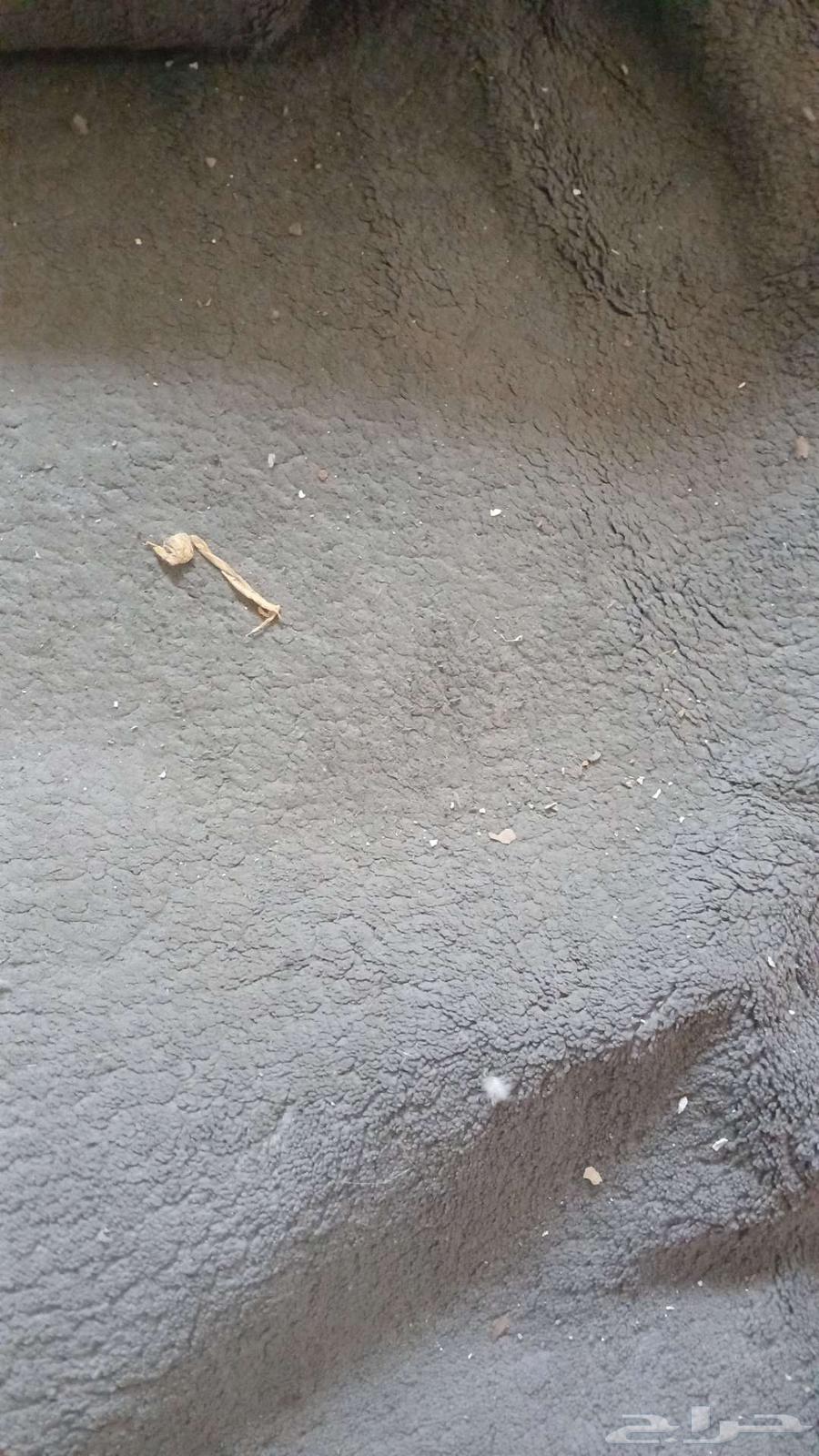 فرشه موكيت للبيع مستعجل ب 50 ريال64387815544451113